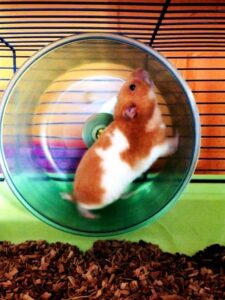 Hamsterrad Leistung und Stress | JugendNotmail/KJSH-Stiftung